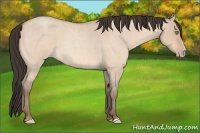Horse Color:Amber Champagne Roan Dun 