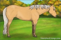 Horse Color:Silver Buckskin Rabicano 