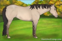 Horse Color:Amber Champagne Dun 