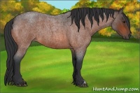 Horse Color:Bay Roan 