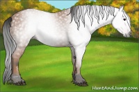 Horse Color:Gray Bay 