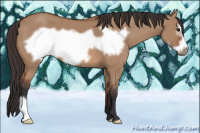 Horse Color:Bay Dun Frame 