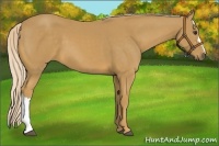 Horse Color:Palomino 