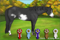 Horse Color:Black Sabino Frame Rabicano 