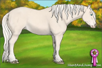 Horse Color:Cremello 