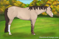 Horse Color:Amber Champagne Dun 
