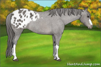 Horse Color:Black Appaloosa Rabicano 