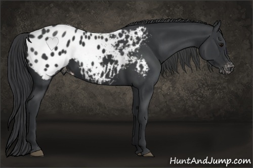 Horse Color: Black Blanket 