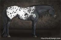 Horse Color:Black Appaloosa