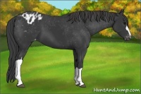 Horse Color:Black Appaloosa 