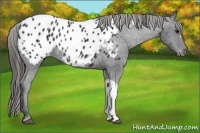 Horse Color:Black Appaloosa 