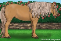 Horse Color:Palomino 