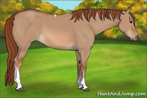 Horse Color: Red Dun Tobiano 