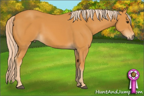 Horse Color: Palomino 