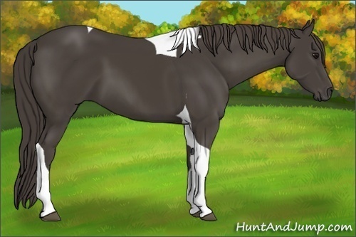Horse Color: Unknown 