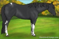 Horse Color:Black Tobiano 