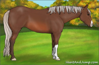 Horse Color:Silver Bay 