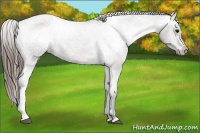 Horse Color:Grullo Appaloosa 