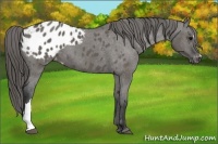 Horse Color:Grullo Appaloosa 