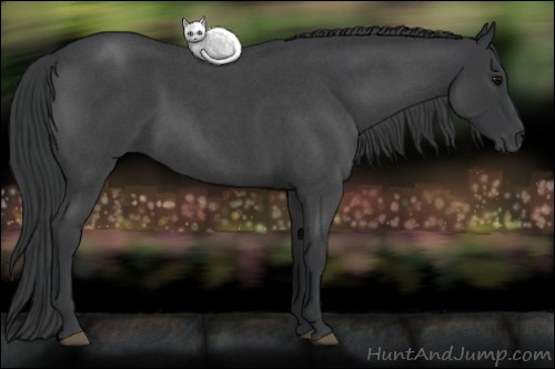Horse Color: Blue Roan 