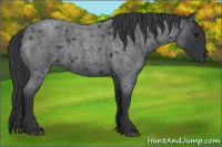 Horse Color:Blue Roan