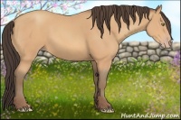 Horse Color:Amber Champagne 