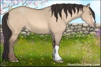 Horse Color:Amber Champagne Dun 