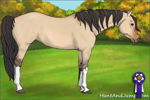 Horse Color: Bay Dun 