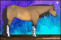 Horse Color:Buckskin 