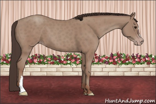 Horse Color: Classic Champagne 