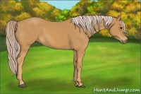 Horse Color:Palomino 