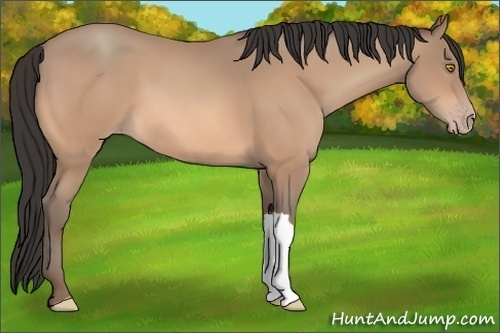 Horse Color:Amber Champagne