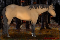 Horse Color:Buckskin Roan 