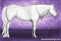 Horse Color:Gray Chestnut Splash Tobiano 