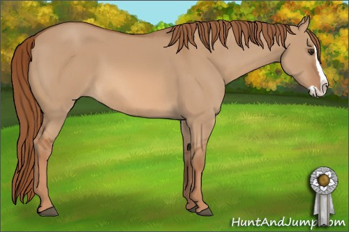 Horse Color: Red Dun Splash 