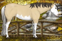Horse Color:Buckskin Roan Dun Splash 