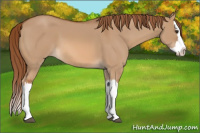 Horse Color:Red Dun Splash 