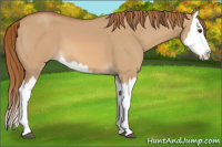 Horse Color:Red Dun Splash 