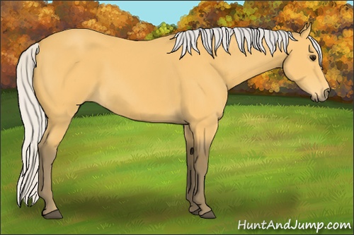 Horse Color: Silver Buckskin 