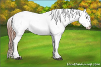 Horse Color:Brown Appaloosa 