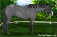 Horse Color:Blue Roan Splash 