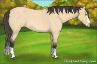Horse Color:Buckskin Roan Dun Splash
