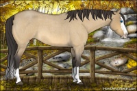 Horse Color:Buckskin Roan Dun Splash 