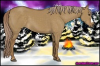 Horse Color:Chocolate Palomino Dun 