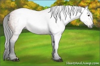 Horse Color:Gray Bay 