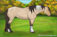 Horse Color:Buckskin Roan Dun Tobiano 