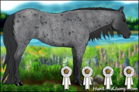 Horse Color:Blue Roan 