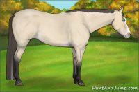 Horse Color:Buckskin Roan Dun Splash 