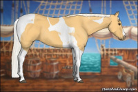 Horse Color:Palomino Tobiano 