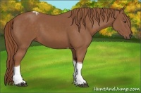 Horse Color:Chestnut Tobiano 